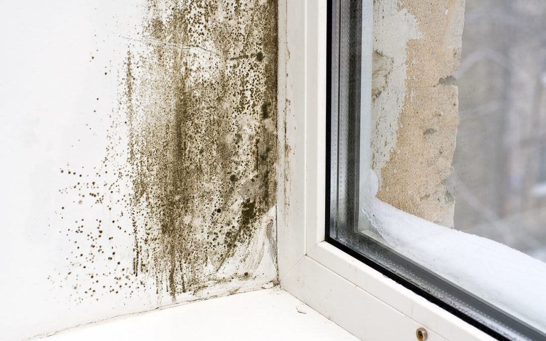 Ways to Prevent Mold Growth in a Home