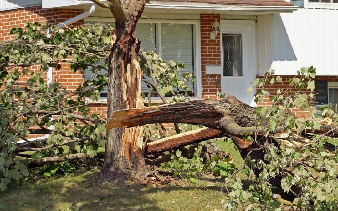 5 Ways to Protect Your Home from Wind Damage